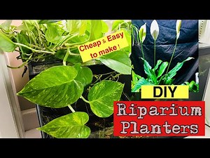 🪴🐠How to: DIY Riparium planters for Small and LARGE fish Tanks !🐠🪴