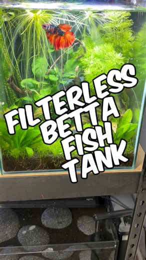 16K views · 290 reactions | A Quick Update On My Filterless Planted...