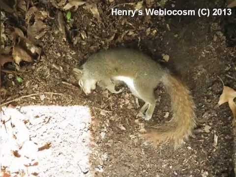 Squirrel Decomposition, Time-lapse in 1 week