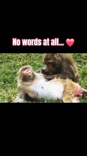 Care with a Rhesus Macaque Pair 🐒 | Family always Comes First ❤️