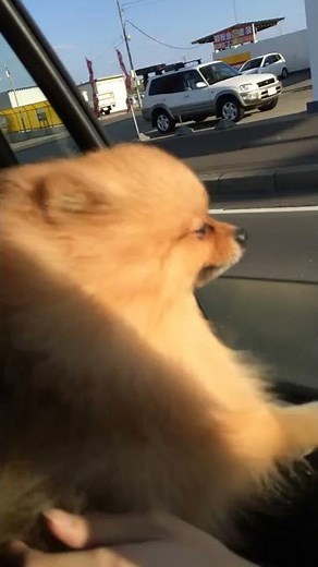 トトは車がすき