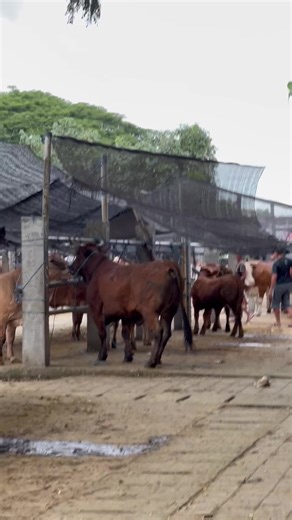 Sapi Mengamuk di Blitar: Momen Tak Terlupakan