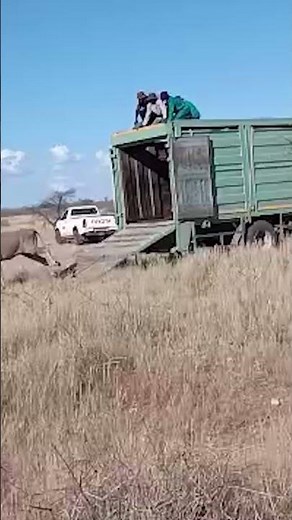 15 Eland Released At Gondwana Kalahari Park
