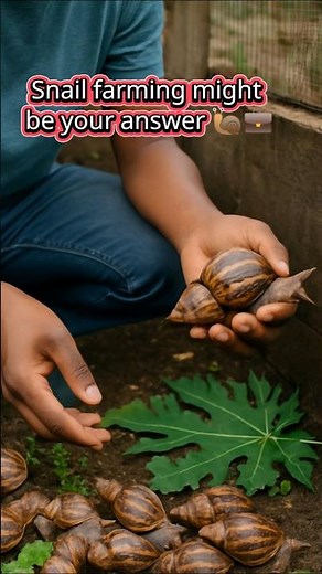 How to Start Snail Farming. Beginner’s Guide to Profitable Heliculture #SnailFarming