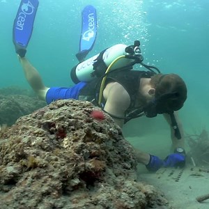 282K views · 1K reactions | Polar Bears are fighting a battle against extinction. Join us in supporting the conservation of these amazing animals with out Limited Edition White Bracelet. Each purchase supports two amazing groups and their ongoing conservation efforts to save the Polar Bears! | 4ocean | Facebook