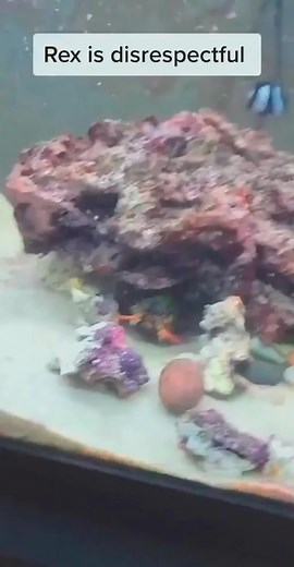 302K views · 3.9K reactions | Rex doesn t give any chances around the aqua dome.#mantisshrimp #permitonfly #permit #flytying #bonefishflies #permitflies #saltwaterflyfishing #flyfishing #bonefishonfly #crabflies #streamartdesigns #bonefish #tarpon #tarpononfly #tarponflies #saltwaterflies #streamartcompany #flatsfishing #catchandrelease #flyfishingtravel #omanicrab #snookonfly #crabyflex #shrimpflies #triggerfishflies #snookflies #bandidocrab #shrimp #nanocrab #macro | Mantis Shrimp | Facebook