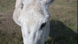 A close-up of a light-colored donkey's face, focusing on its forehead and eyes. The animal is standing outdoors in a grassy field, creating a peaceful rural vibe