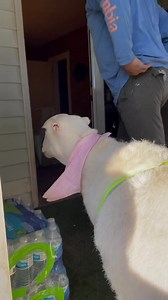 Just a rescued sheep that loves her dad ❤️ | Ziggy's Refuge Farm Sanctuary