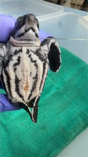 A rehabilitation adoption is a fun way to support the critical care for sea turtles at The Turtle