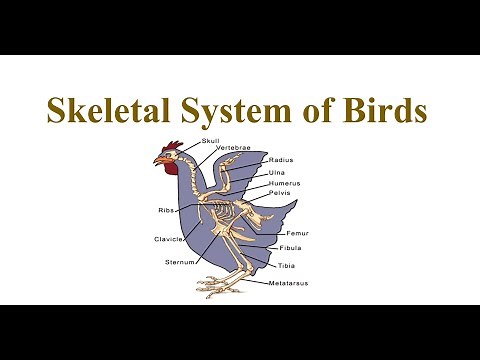Skeletal System of Birds
