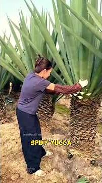 Natural Thread from Spiky Yucca