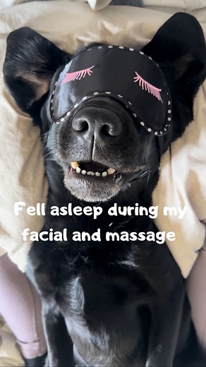 2.7M views · 79K reactions | SOUND ON  Today I booked a facial with some extra moisture lip mask, I now give extra soft kisses  and I had some amazing massage too (All products and masks we use are safe for dogs) #dogs #labrador #massage #cute #spa #spawday | Elvisbatzthelab | Facebook