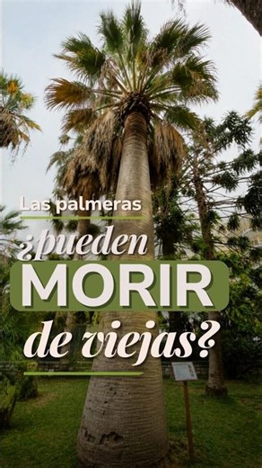 How a palm tree dies naturally and why the sap stops circulating