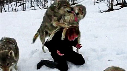 Wolf pack rescued a pregnant woman in a forest in winter What happened to her shocked everyone!