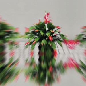 175 reactions · 654 shares | Learn effective and simple plant care tips with PictureThis! 華華華 | PictureThis | Facebook