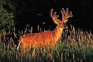 9 Best States For Public Land "Bow Only" Areas - North American Whitetail