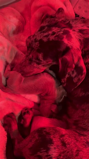 Little one coming along nicely #singleton #puppy #dachaund###dogs #minidachshund