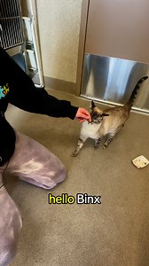 2.9K views · 81 reactions | ✨ Meet Binx ✨Named after the beloved cat...