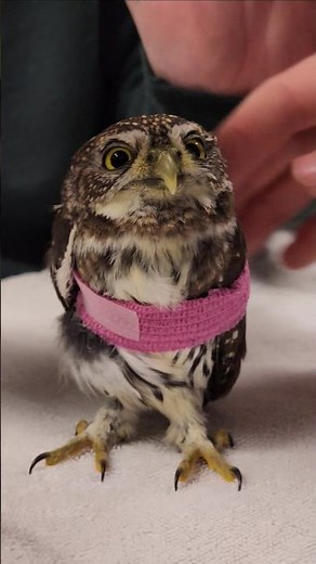 Meet King Owlbert, a Northern Pygmy Owl, and our most recent patient #owls #small #adorable
