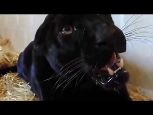 Black Jaguar Angry in a cage