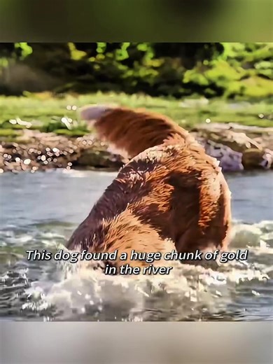 Bark's Adventure: Friendship with the Wolf Pack