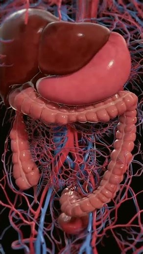 Peristalsis of the large intestine #3dmodel #anatomy #viralvideo