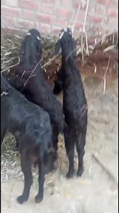 12K views · 176 reactions | 7889632371 Milking goat with kids Ist lactation with 6 months male female kids 1.5months pregnant 1.5kg present milk Rate 32k Location Ganderbal #halloweentheme #knitting #kidsevent #vegaan #tuesday #ontario #holidayseason #quebec #Halloween #lions | Land of Kashmir | Facebook