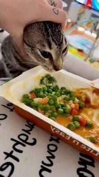 Greedy Cat 😂 | Funniest Cat Ever Tries to Eat Everything