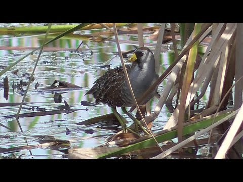 Sora rail calling