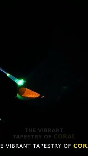 Uncovering the Secrets of the Abyssal Zone: Exploring Shipwrecks in the Deepest Part of the Ocean
