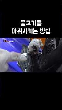 How to Anesthetize a Fish #shorts