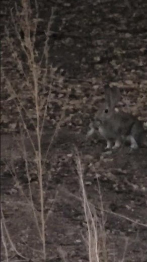 Mom Eats Baby Rabbit