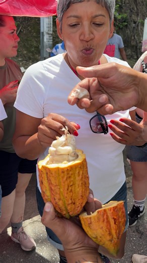 Trinidad's Superior Cocoa Fruit: Flavors, Harvesting, and Chocolate Production