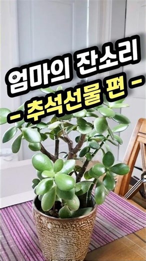 추석 선물 아직이세요? 시댁 선물은 '정관장 홍삼원'으로 해결!