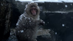 Dans les années 1960, des expériences abominables ont démontré que les macaques étaient doués d'une formidable empathie, préférant souvent souffrir de la faim plutôt que d'infliger des douleurs à un congénère. | Nat Geo Wild France