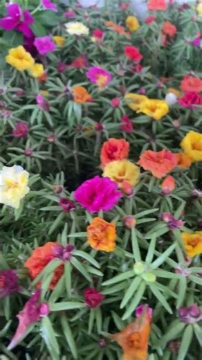 🌸 Why Portulaca (Moss Roses) are the Perfect Low-Maintenance Garden Plants