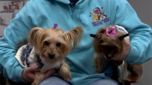 Pet on the Set | Humane Society of Decatur and Macon County