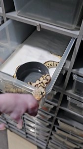 9.6K views | Pastel spotnose yb clown male feeding ☠️☠️☠️#royalpythons #ballpythonlove #beardeddragon #reptilebreeder #snek #morph #leopardgecko #petsnake #herpetology #animal #morphs #cornsnake #snakelove #reptilelove #livingart #ballpythonofinstagram #snakelovers #reptilesofinsta #serpent #ballpythonsnake #nature #ballpythonlover #babyballpython #snakesofinsta #crestedgecko #ballpythonmorphsofinstagram | Xclusive ball pythons | Facebook