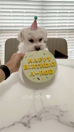 Happy 14th birthday! 🎂 My only wish for you is to remain healthy and joyful. Love you❤️ #happybirthdaytome #happybirthday#maltese #dog #malteseboy #dogsbirthday #birthdaydog | Maltese Angels - A-Rod and Bailey