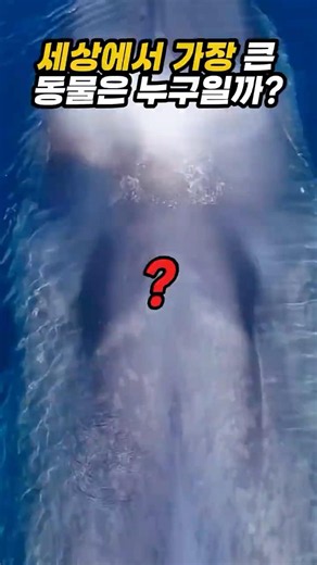The Largest Animal in Earth's History