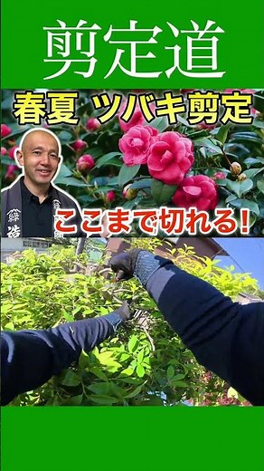 Celebrating 13,000 views: What a gardener looks for when pruning camellias in spring and summer—d...