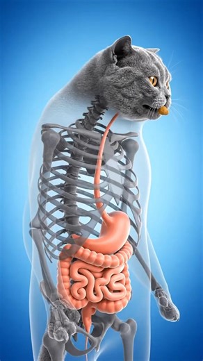 How Cat Digest Food #CatDigestion #animalbiology