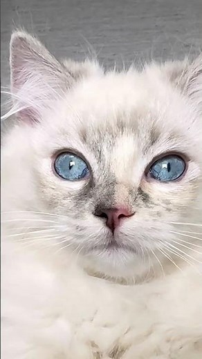 STOP Scrolling 😳 This Ragdoll Kitten’s Blue Eyes Are INSANE 💙