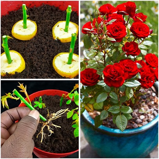 669K views · 5.7K reactions | Growing rose plants from rose cuttings with ginger and banana for rooting hormone | Rana Craft | Facebook