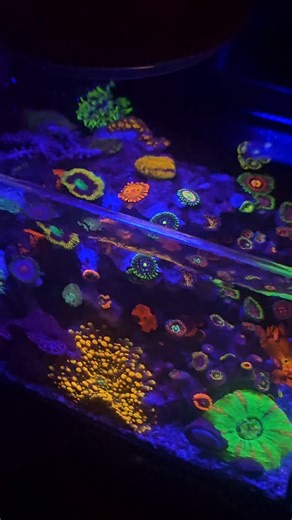 So much Love and Happiness inside of this 40oz Micro Reef-Ready Tank! | PNW Custom