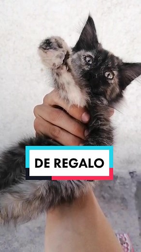 Alguien dijo michis dóciles? 🤣#funnyvideos #MundoAnimal🌎 #animales #pets #cat #Proxy #fyp