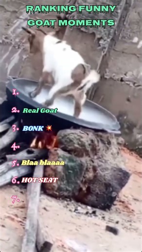 Funniest GOAT Ranked That Will Make You Laugh 😂 #Goat #FunnyGoat #GoatVideo #GoatLife #trending