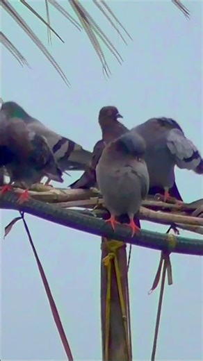 Colourful Pigeon Beauty 🕊✨ Nature’s Unexpected Colors #birds