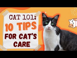Cats 101: Ten tips to take care of your cat