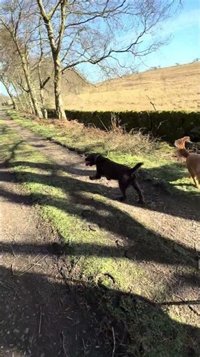 Cocker Club Chaos 🐾😂